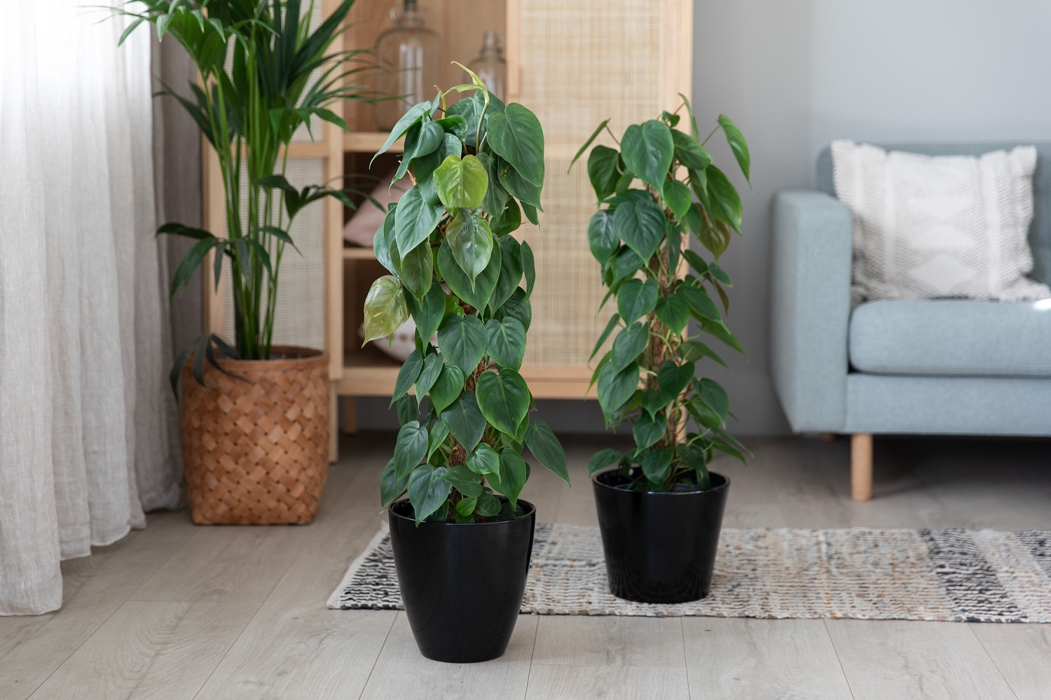 Philodendron på mosestokk